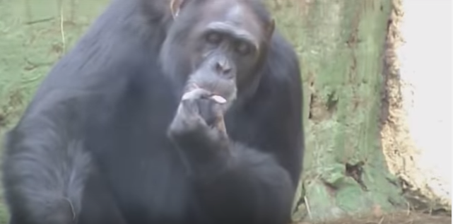 Шимпанзетата могат да разпознаят връстниците си десетилетия по-късно. Изследователите са