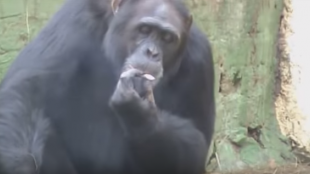 Шимпанзетата могат да разпознаят връстниците си десетилетия по късно Изследователите са