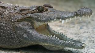 В САЩ алигатор, заседнал в тръба за шест месеца, успя да оцелее