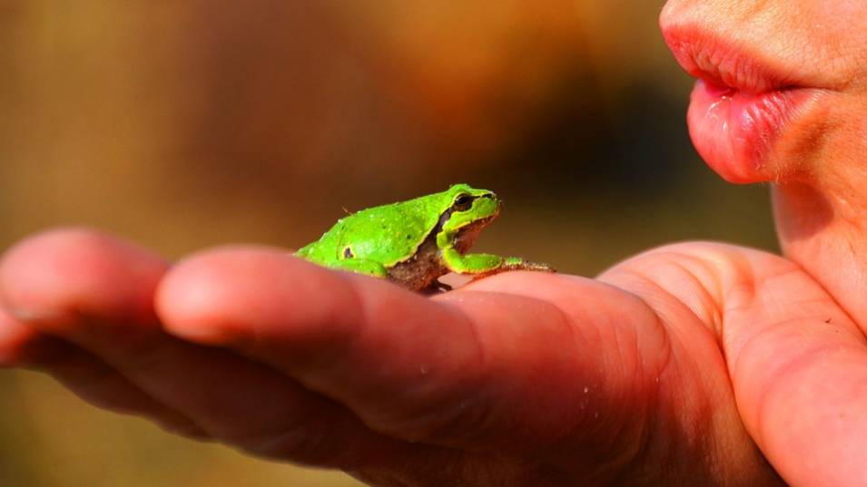 Очевидци са заснели „армия” от редки жълти жаби в индийския