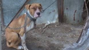Питбул уби малко куче в близост до столично училище Питбулът