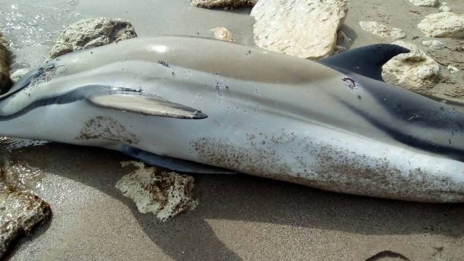 Открит е мъртъв делфин от вида “муткур” на плаж “Смокиня”