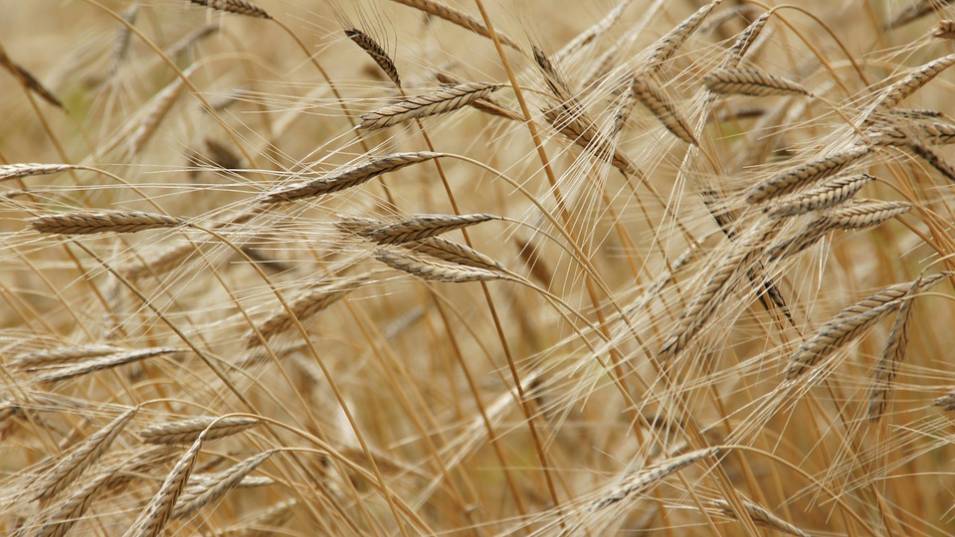 Турция наложи 130 процента мито върху вноса на някои зърнени