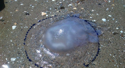  Почти всяка година цели колони медузи изплуват до брега през септември.