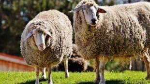 Неизвестни крадци са откраднали 85 овце от кошара намираща се