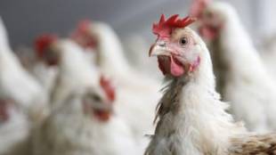 Огнище на птичи грип в лично стопанство установи Областната служба