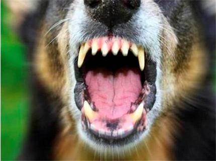 Aмериканските власти въвеждат временна забрана за внос на кучета от