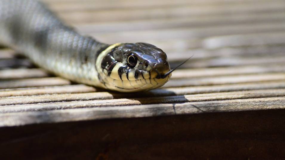 Триметрова змия пропълзя между рафтовете в супермаркет в Австралия, съобщава
