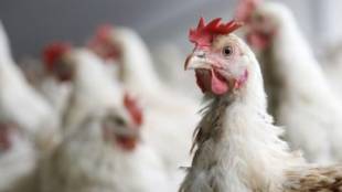 Птичи грип е установен в обект за отглеждане и угояване