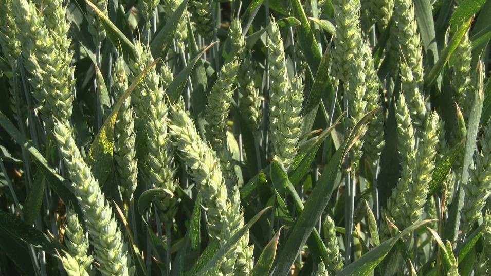 В началото на септември, след сериозен ценови спад, пшеницата в