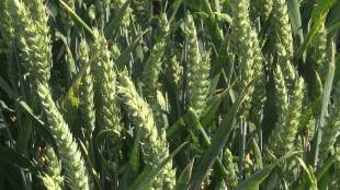 В началото на септември след сериозен ценови спад пшеницата в