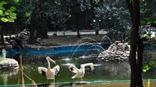 В Софийския зоопарк вече живее една атрактивна двойка птици