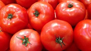 Турция премахна забраната за износ на домати въведена от 2