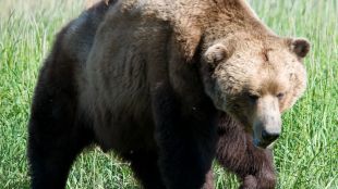 Четири сигнала за нападения от мечки през декември е имало