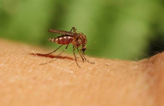Кипър се бори с нашествшието от комари, пренасящи болести, като
