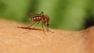 Кипър се бори с нашествшието от комари пренасящи болести като