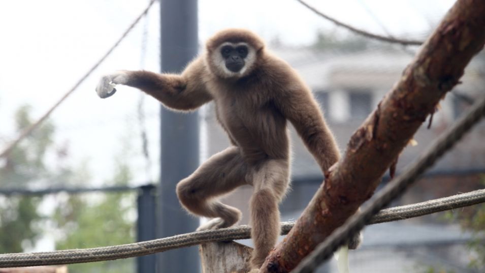 Бързото нарастване на популацията на маймуните до 3,5 хиляди екземпляра
