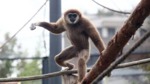 Бързото нарастване на популацията на маймуните до 3 5 хиляди екземпляра