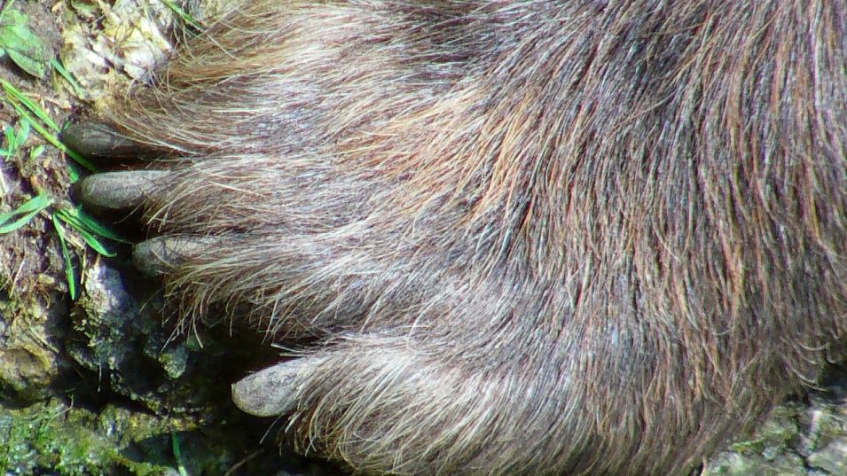 12 случая на нанесени щети от кафяви мечки върху домашни