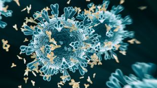 Наскоро проведени проучвания за развитието на антителата ни срещу коронавируса