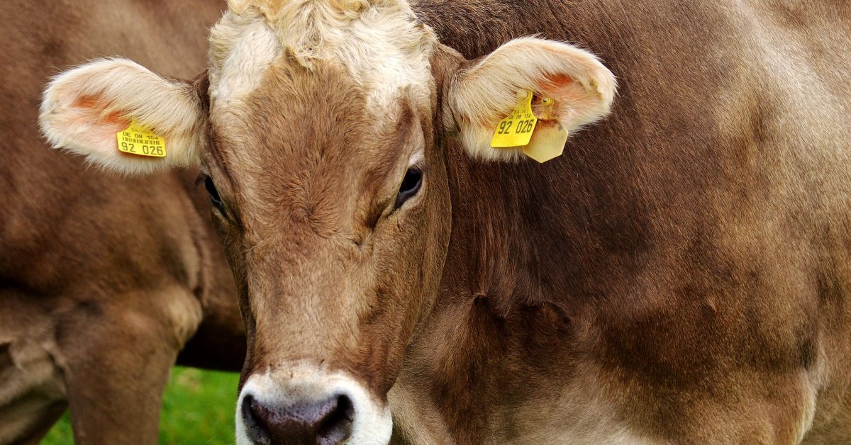 Снимка: Следи от вирус на птичи грип са открити в пастьоризирано краве мляко в САЩ