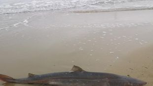 На Великден в пристанището на Волос бе забелязана акула с
