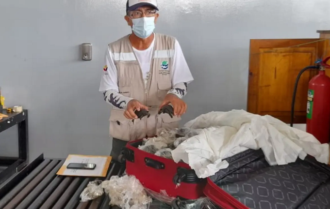 Куфар със 185 костенурки е заловен на летището на островите