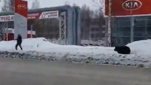В руския град Нижневартовск мечка преследва човек по градските улици
