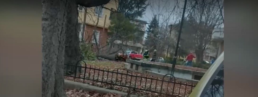 А в Кюстендил тази сутрин огромно дърво падна върху автомобил