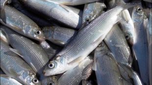 Нова наредба регламентира търговиятаИнформират агенцията по рибарствоКлиент може да купи