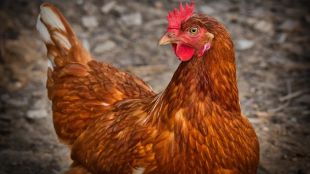 Огнище на високопатогенна инфлуенца по птиците H5N1 беше регистрирано в