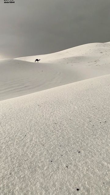Дебели преспи сняг покриха южната част на Саудитска Арабия. Най-обилен