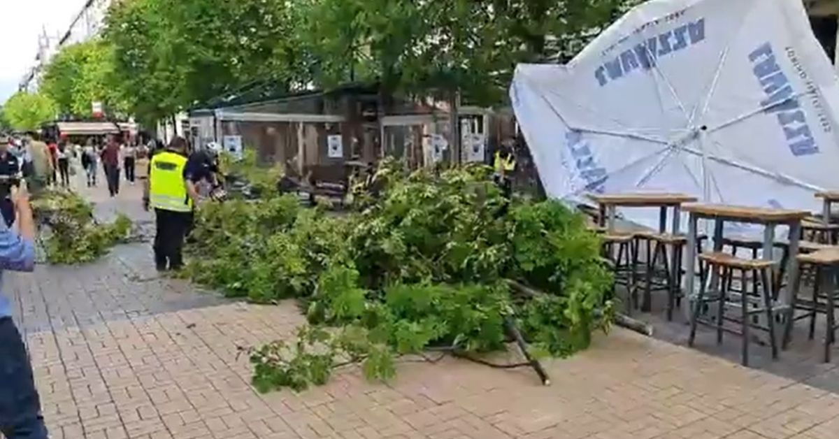 Голямо дърво падна в пешеходната зона на столичния булевард Витоша