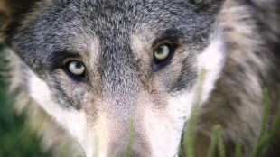 Заловиха избягалия вълк от хасковския зоопарк при среднощна акция Междувременно