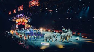 Московският държавен цирк е готов да започне да ваксинира животните