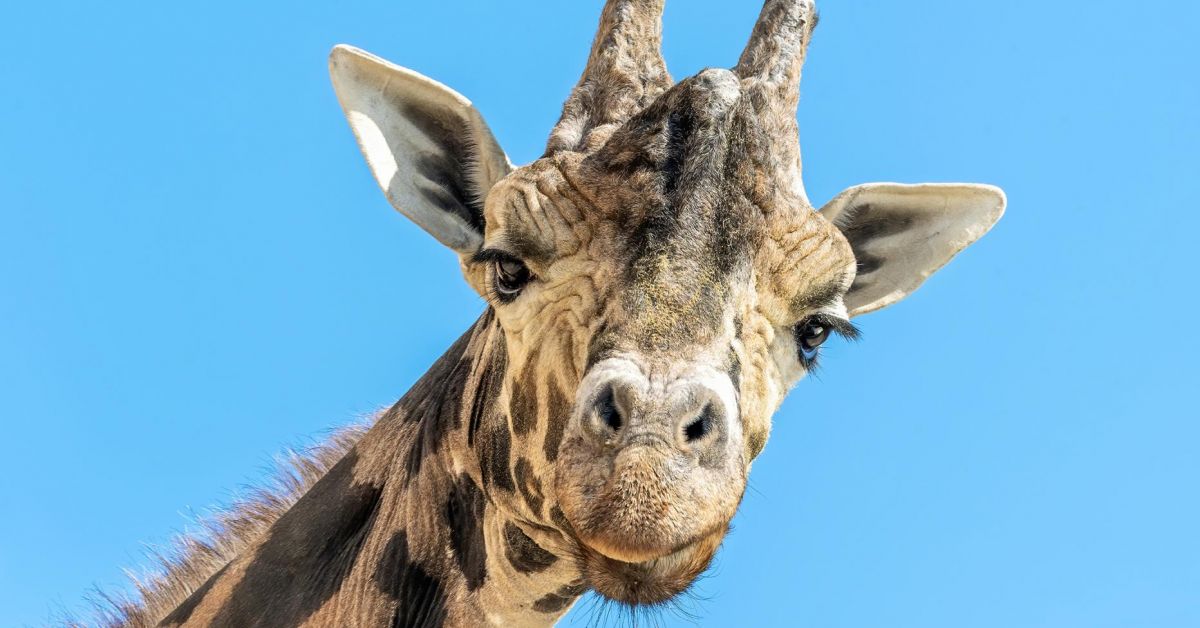 Кимбар, най-възрастният мъжки жираф в Европа, беше евтаназиран в австрийска