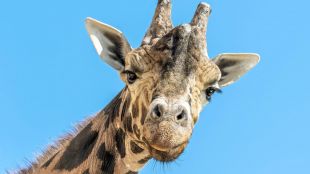 Кимбар най възрастният мъжки жираф в Европа беше евтаназиран в австрийска