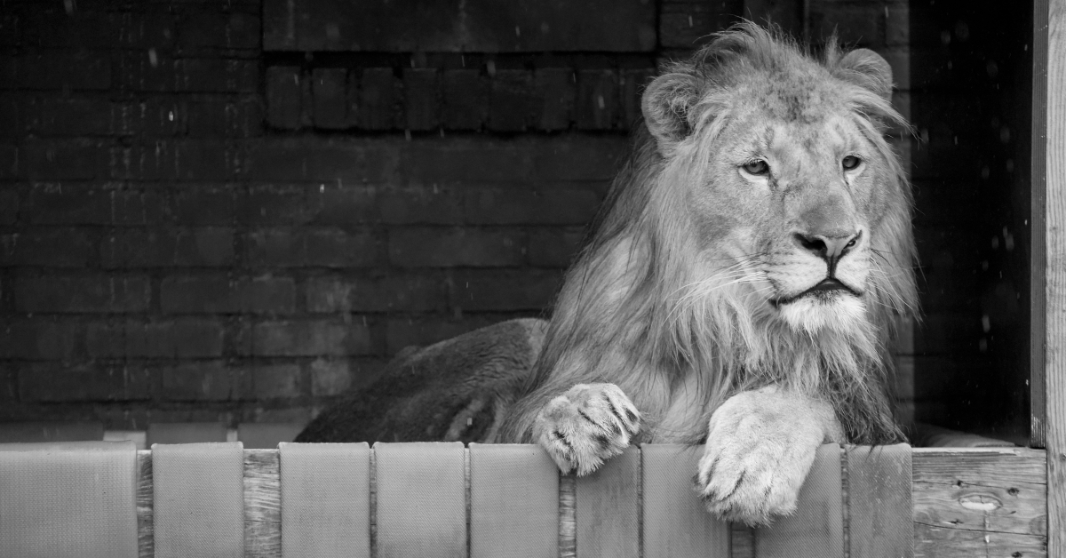 Спасеното от Зоокът Разград през 2018 г. лъвче Терез почина