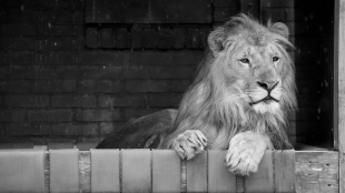 Спасеното от Зоокът Разград през 2018 г лъвче Терез почина