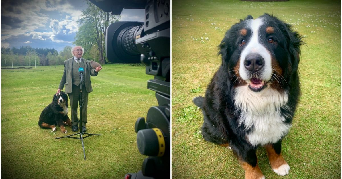 Кучето на ирландския президент открадна шоуто по време на негово