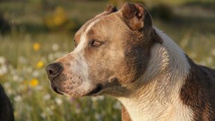 Пореден случай на агресия проявена от питбул към по малко куче