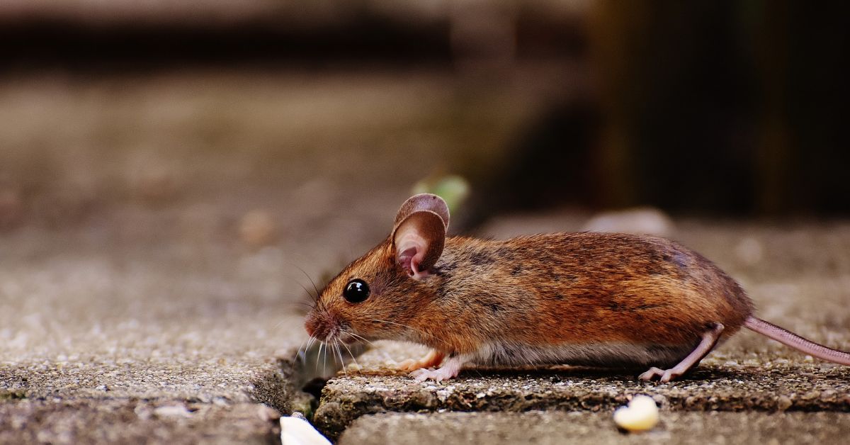 Огромно нашествие на мишки унищожава запасите от фураж на фермерите