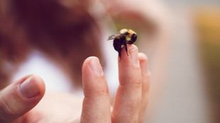 Важно е да действате бързоУжилването от пчела или оса е