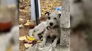 Куче повече от два месеца живя на гроба на своята