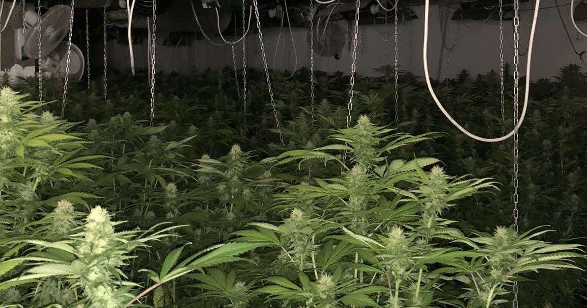 Полицейска акция край СанданскиНарколаборатория за отглеждане на марихуана бе открита
