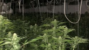 Полицейска акция край СанданскиНарколаборатория за отглеждане на марихуана бе открита