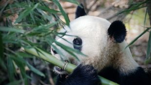 Китай изпраща две големи панди в Националния зоопарк във Вашингтон