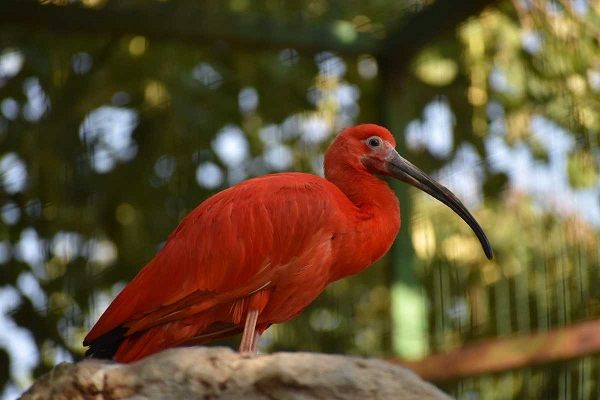 Най-новите екзотични обитатели в Софийския зоопарк са прекрасните, ярко оцветени