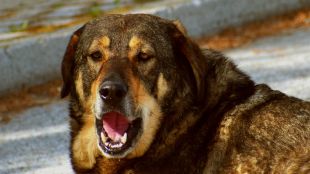 Глутници с кучета в град Каблешково тормозят населението с месеци
