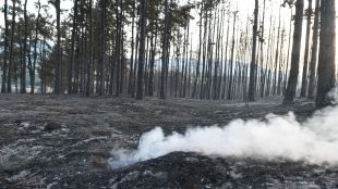 Над 1500 декара борова гора е опожарена край чепеларското село